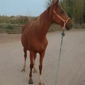 At.