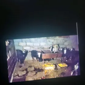 garaköl goýun geçiler çebişler