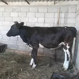 tüwe