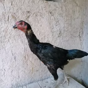 tawuk