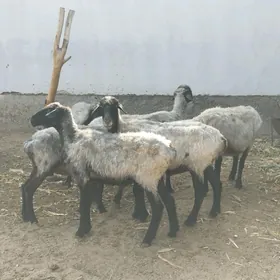 Bakmaly Ene Goyun