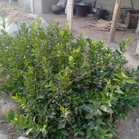 limon sitil