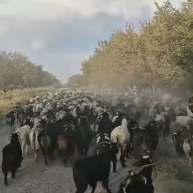 Goyun Geçi Satylyar