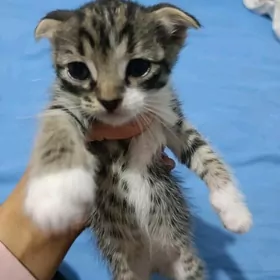 pisik,кошка вислаухи