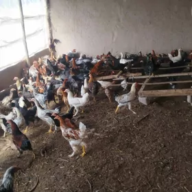 Towuklar