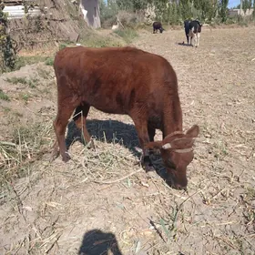 gacar birinji garny