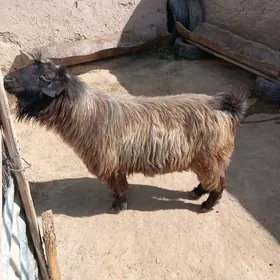 Hőwûr tekeüçinji
