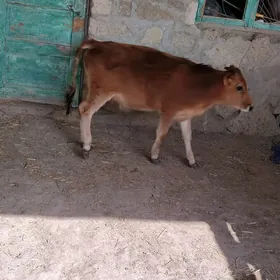 Göle