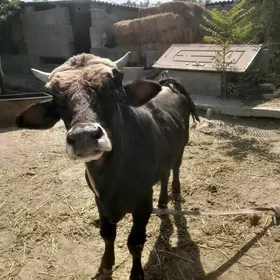Ökuz