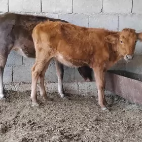 2 sanak tuwe
