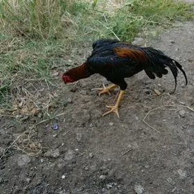 horaz Juje