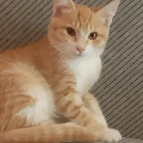 отдам котенка
