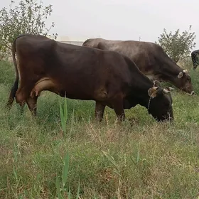 Gölely sygyr