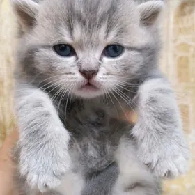 шотландские прямоухие котята