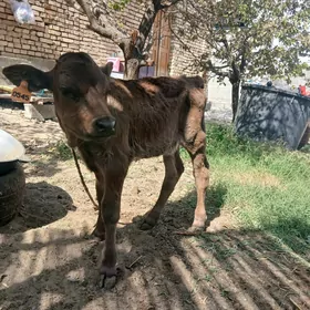 Göle
