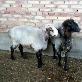 Goýunlar Ýaş Gurat