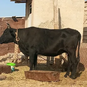 sygyr we öküz