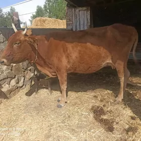 göleli sygyr