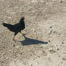 Horaz