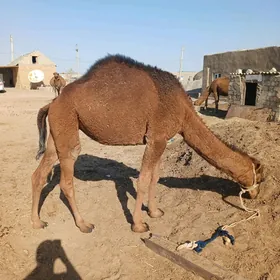 Owşyk