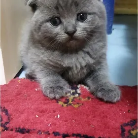 Котята шотландские