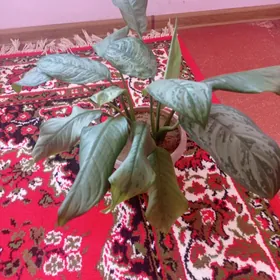 комнатные цветы