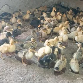 ýaşylbaş ördek jüýje