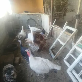 GUŞ İNDUkGUŞ İNDUK
