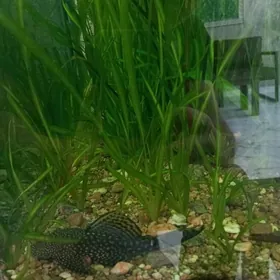 Растения/ Aquarium ot