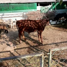 окуз