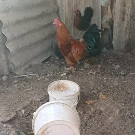 towuk horaz