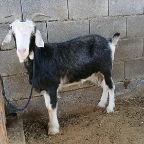 geci
