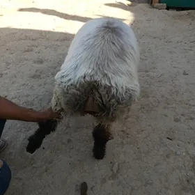 Goýyn