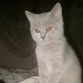 Мальчик страйт