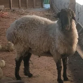 Goç