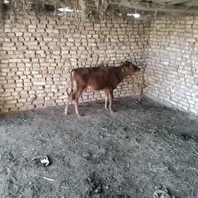 Gulajyn