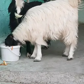 çebiş bakylgy