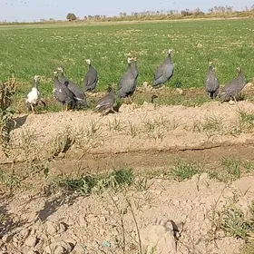 Kisarka kakilik