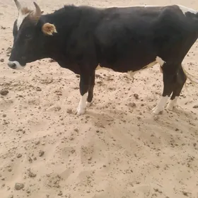 Öküz