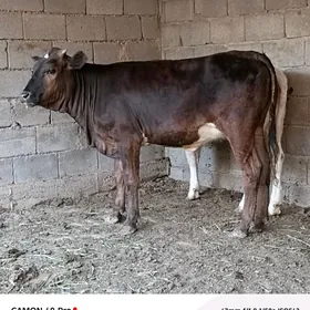 Tüwe