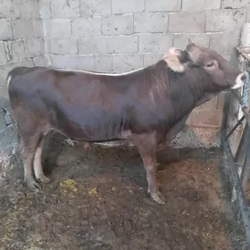 ÖKİZ