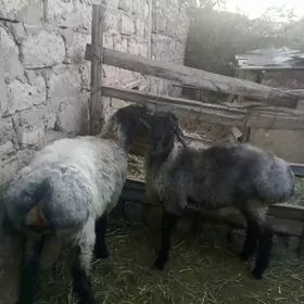 işşek
