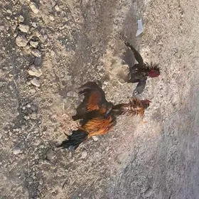 taşkent