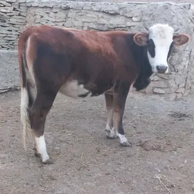 TUWE SYGYR