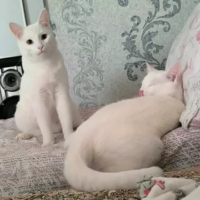 satlyk piśik продам кота
