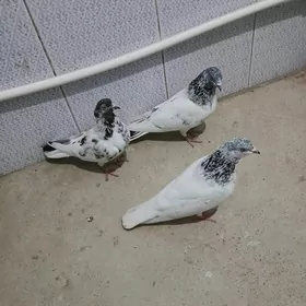 kepderi