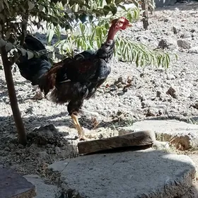 Horaz