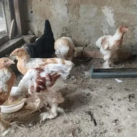 brama beli zolata