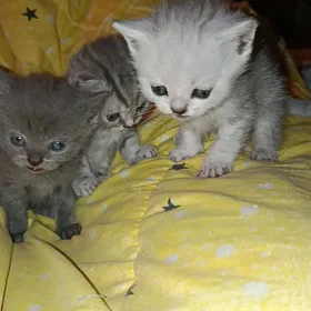 Котята