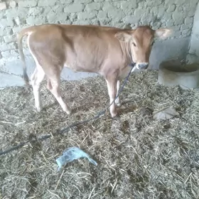 tüwe